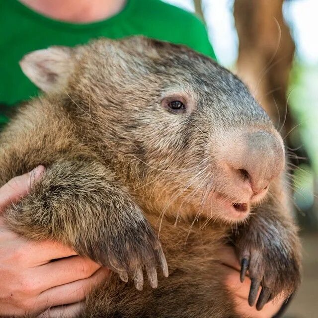 Короткошёрстный вомбат Cute wombat, Australia animals, Silly animals