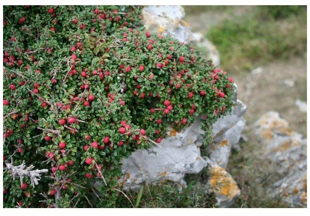 Кизильник (cotoneaster). Кизильник даммера куст. Кизильник гибридный skogholm. Кизильник укореняющийся eichholz. Кизильник даммера.