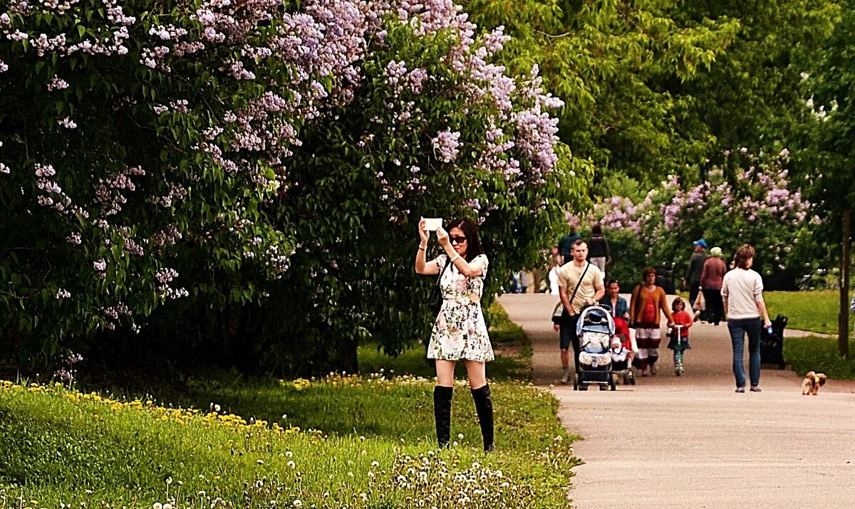Расцвела сирень в моем садочке. Сирень пышная. Расцвела сирень дьяконов валентин. Расцвела сирень в моем садочке минус. Кустарник французская сирень.