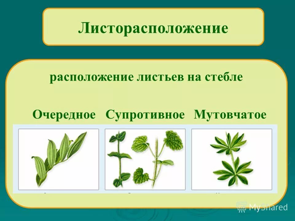 Листорасположение листьев очередное супротивное мутовчатое. Расположение листа очередное, супротивное, мотачитое. Очередное супротивное мутовчатое листорасположение. Размещение листьев. Мутовчатое супротивное розеточное.