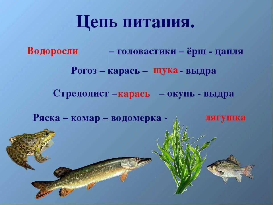 Составить пищевую цепь водоема. Цепь питания пресноводного водоема. Пищевая цепь пресного водоема. Цепь питания пресного водоема 4 класс. Схема питания пресного водоема.