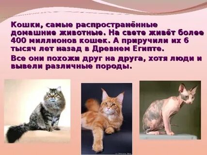 Изложение кошка была приручена в древнем египте
