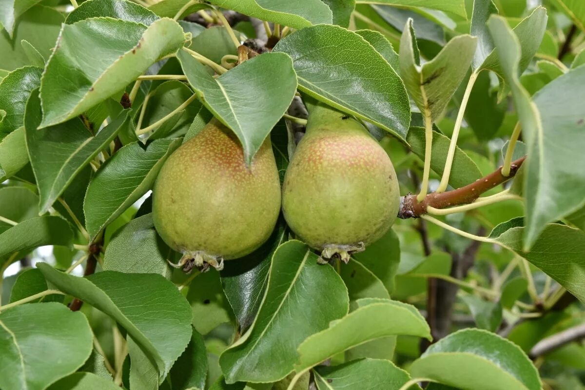 Груша лесная pyrus. Pyrus communis. Листья груши фото. Листья грушевого дерева. Груша обыкновенная листья.