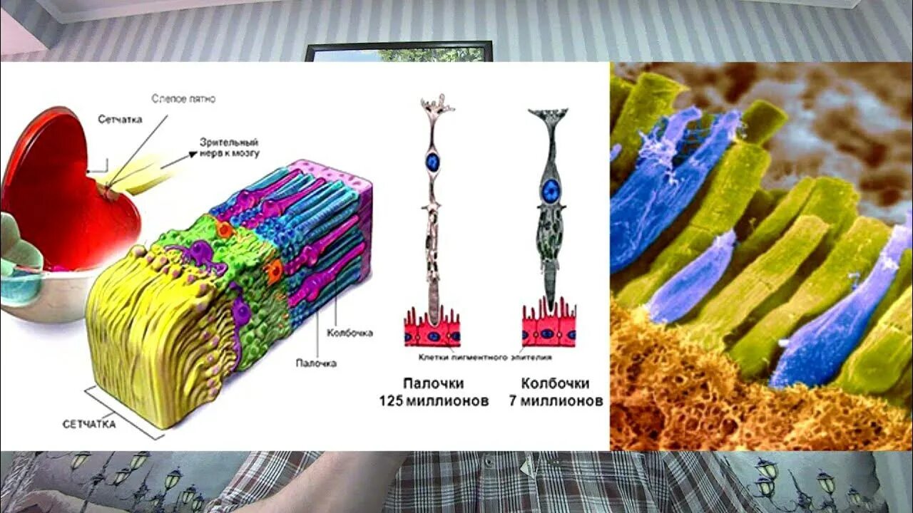 Палочки и колбочки сетчатки глаза. Строение глаза колбочки и палочки. Сетчатка палочки и колбочки строение и функции. Строение колбочки сетчатки. Колбочки сетчатки находятся