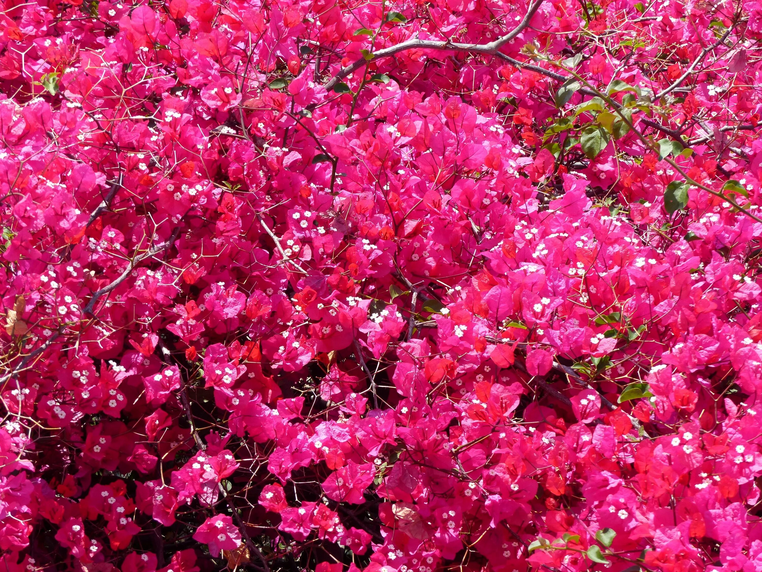 Кусты цветущие весной название. Бугенвиллия рододендрон. Бугенвиллия рододендрон розовая. Розовоцветущий кустарник.