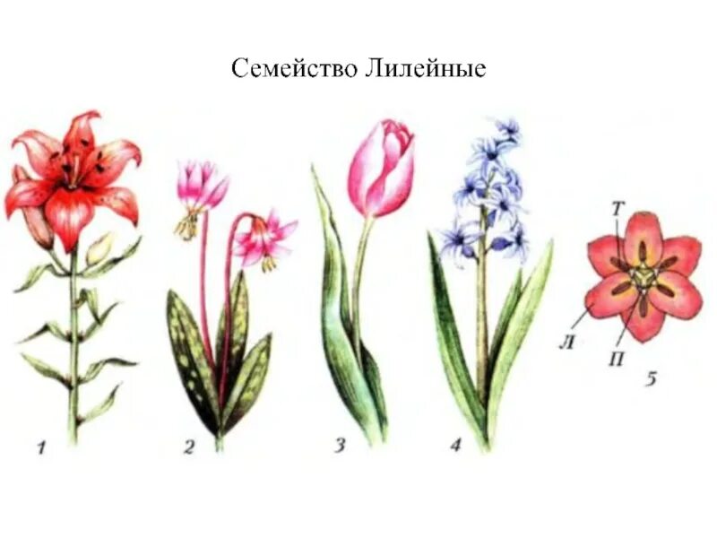 Покрытосеменные Лилейные. Цветок лилейных однодольных растений. Семейство покрытосеменных семейство Лилейные. Однодольные семейство Лилейные.