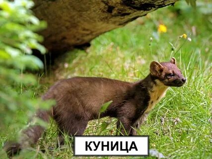 Куницы падеж