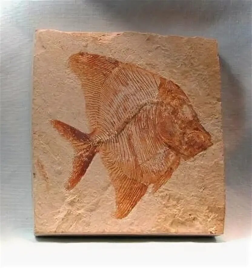 Первобытные рыбы. Fossil Fish. Рыбы доисторические с молотом. Pycnodontiformes.