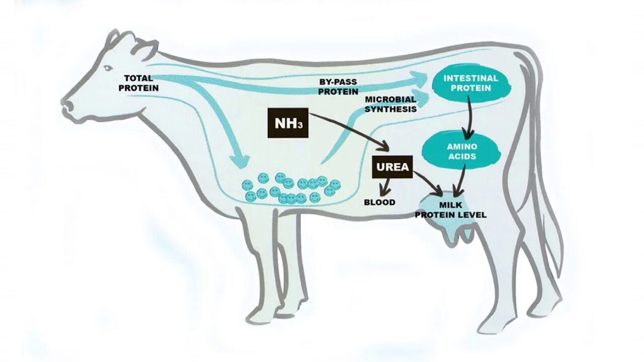 Cow витамины. Cattle Mutilations / увечья скота. Ветеринария атлас корова репродуктивная система. Rumen in Cattle. Протеин корова