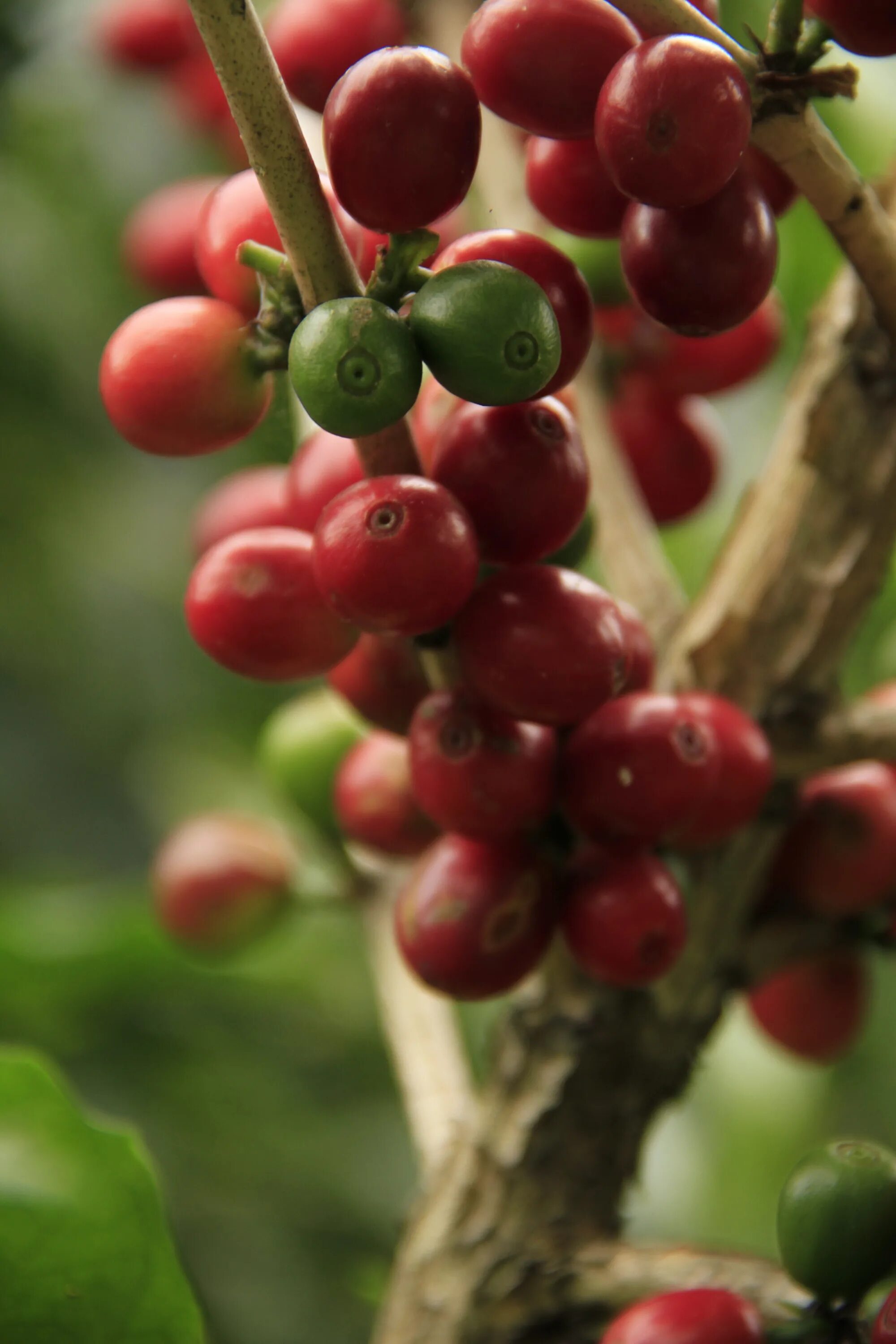 Кофе это фрукт. Кофейная ягода. Кофейные плантации. Кофейный плод. Спелые кофейные ягоды.