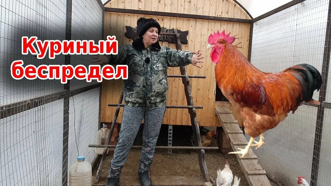 Подсадить петуха к курам. Курятник с одними петухами. Для чего нужен петух в курятнике. Петух кричит в курятнике.