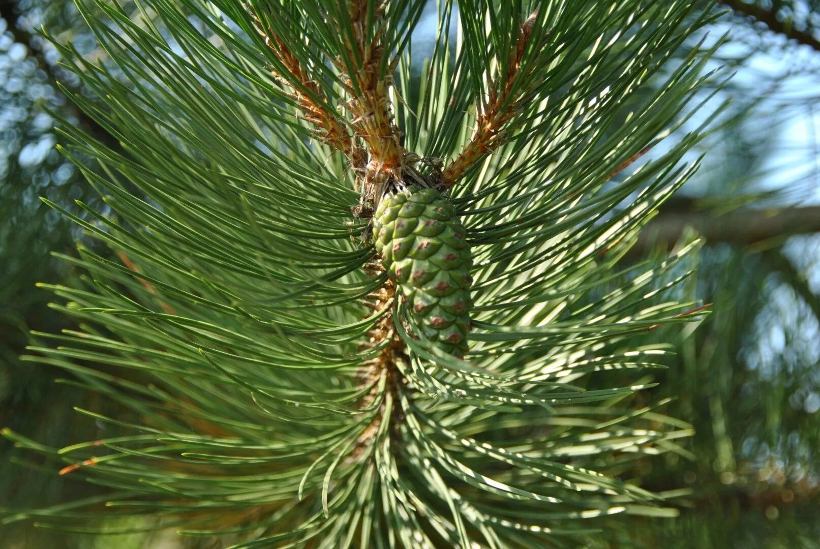 Сосна нигра описание. Pinus nigra. Сосна Pinus nigra. Pinus nigra nigra. Сосна черная Пинус Нигра.