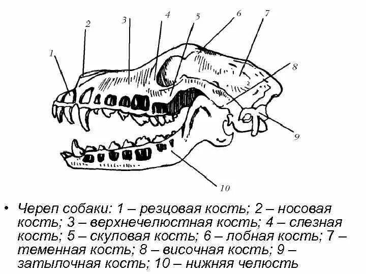 Скелет головы собаки анатомия. Строение челюсти кролика анатомия. Строение черепа алабая. Строение черепа млекопитающих собака.