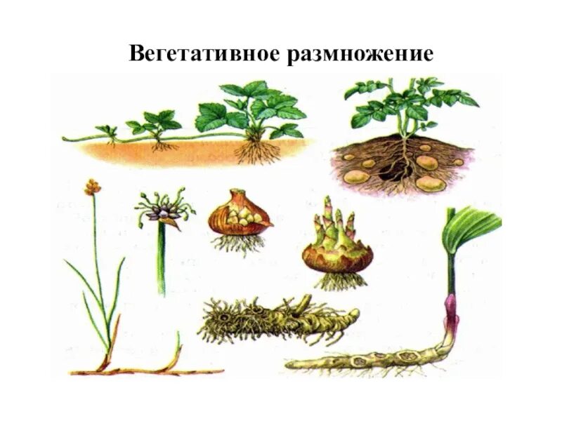 Вегетативное размножение. Вегетативное размножение у однодольных. Вегетативное размножение это в биологии. Вегетативное размножение:вегетативные. Вегетативное размножение встречается