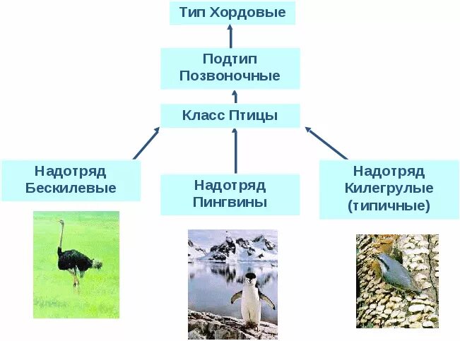 Класс птицы. Классификация птиц. Классификация птиц схема. Класс птицы систематика. Экологические группы птиц по месту обитания таблица