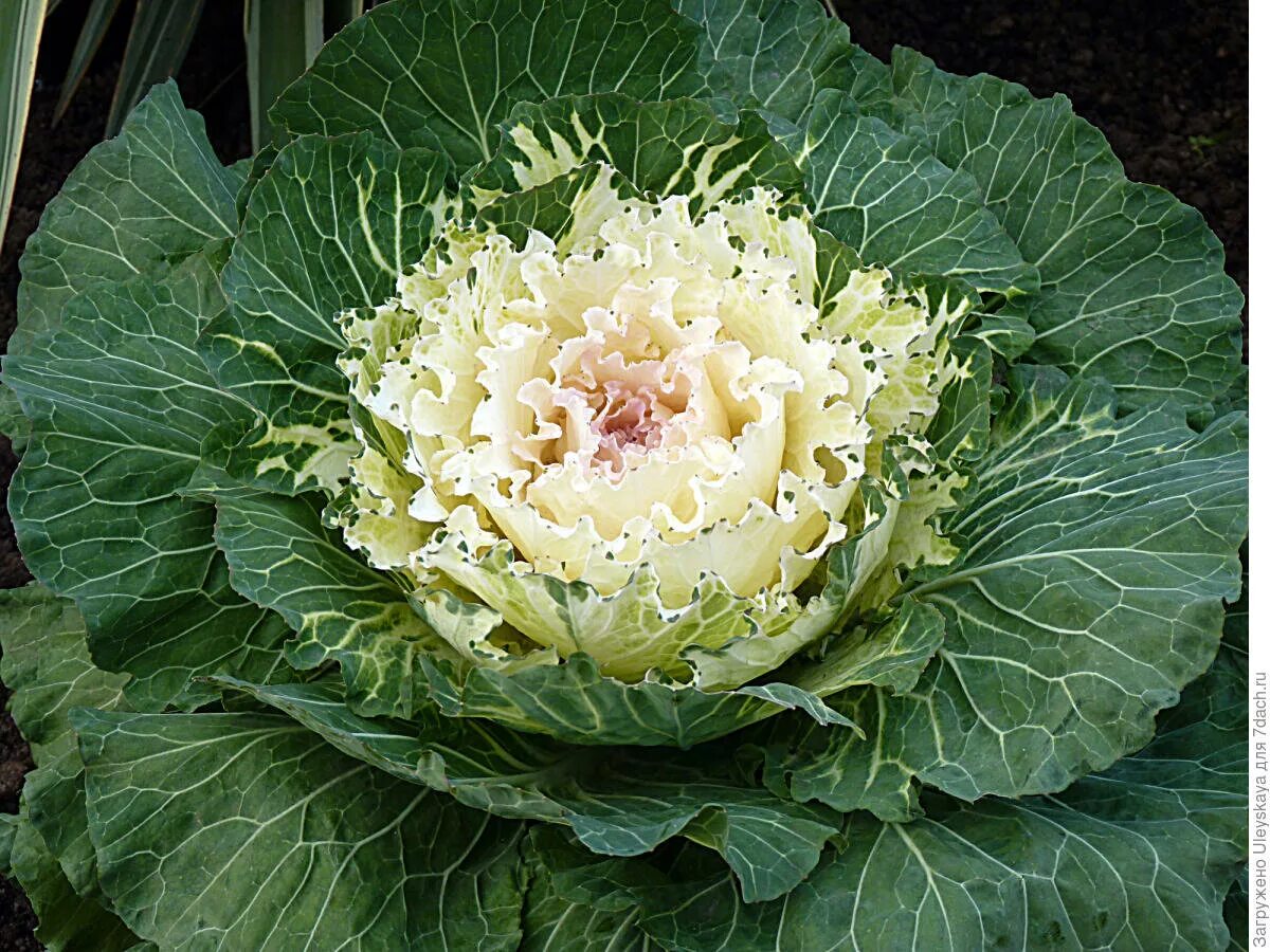 Капуста Корал Квин. Цветной капусты (Brassica cauliflora).. Декоративная капуста Корал Квин. Брассика Coral Queen. Как цветет капуста