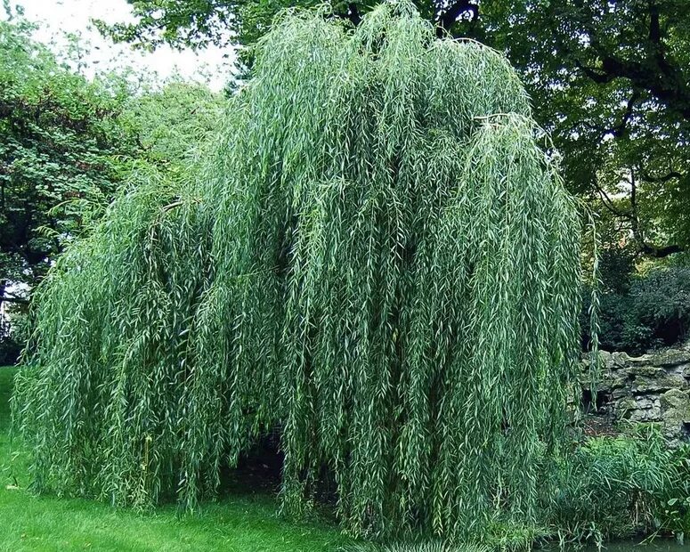 Ива гибридная водопад. Ива пурпурная salix purpurea “pendula”. Ива куст название. Ива куст название. Ива черничная salix myrtilloides.