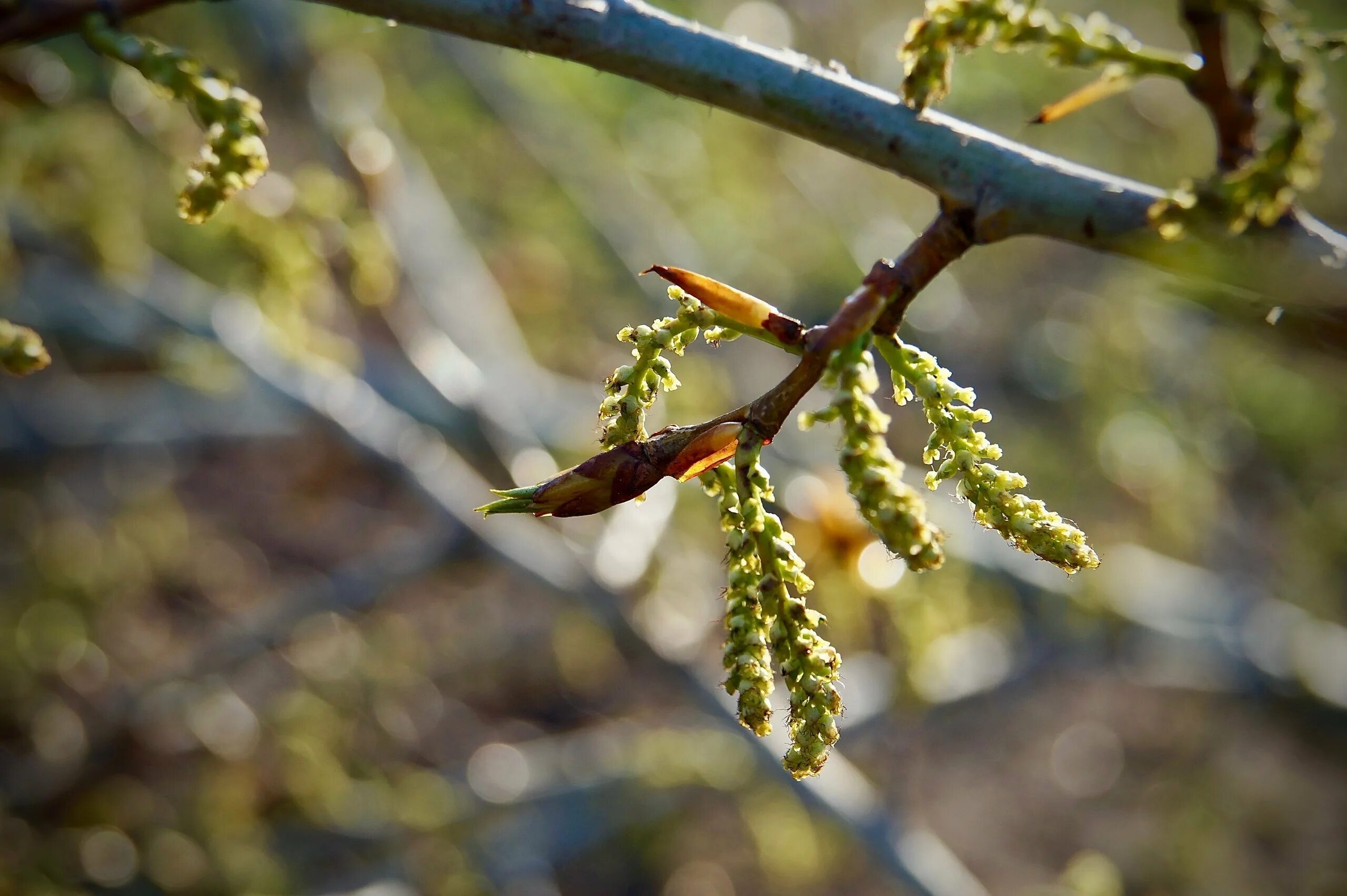 Береза повислая цветение. Когда распускается береза. Береза повислая цветение. Берёза повислая цветёт. Когда распускается береза.