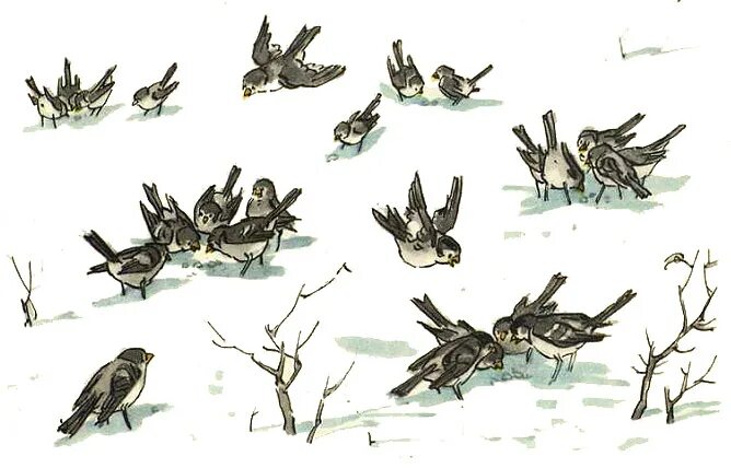 художник комаревцев воробей. по своей натуре воробьи ребята дружные компанейские. птицы щебечут. воробей смеется. рисунок к рассказу когда мы смеёмся.