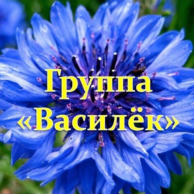 Группа Василек. Группа Василек детский сад. Группа васильки в детском саду. Группа Василек надпись.