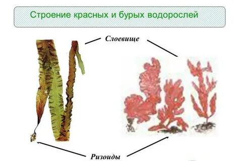 Строение тела красных водорослей