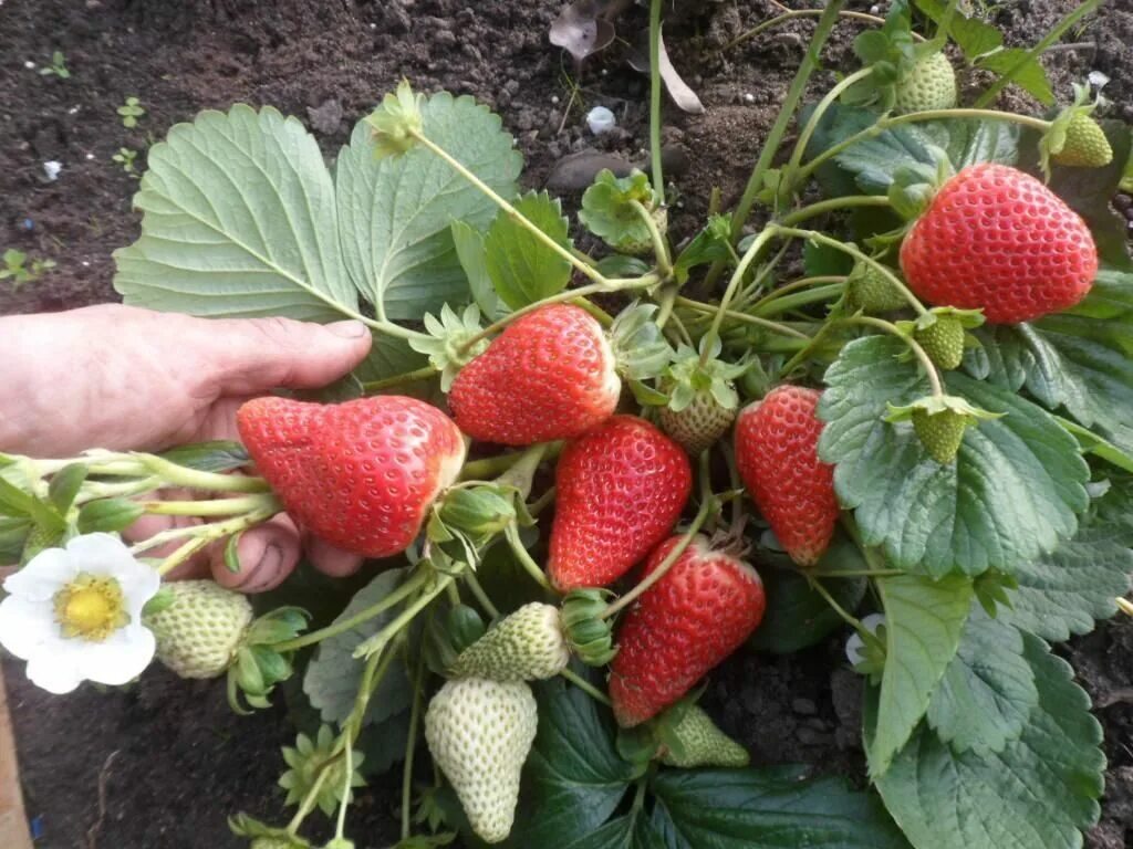 сорт клубники купчиха. земляники садовой отзывы. земклуника барыня. клубника зенга зенгана. земляники садовой отзывы.