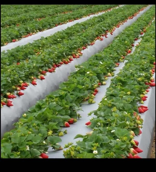 Красивые грядки. Гектар клубники. Ремонтантная клубника вьющаяся. Сколько можно вырастить на 1 сотке. Агротехника клубники в открытом грунте.