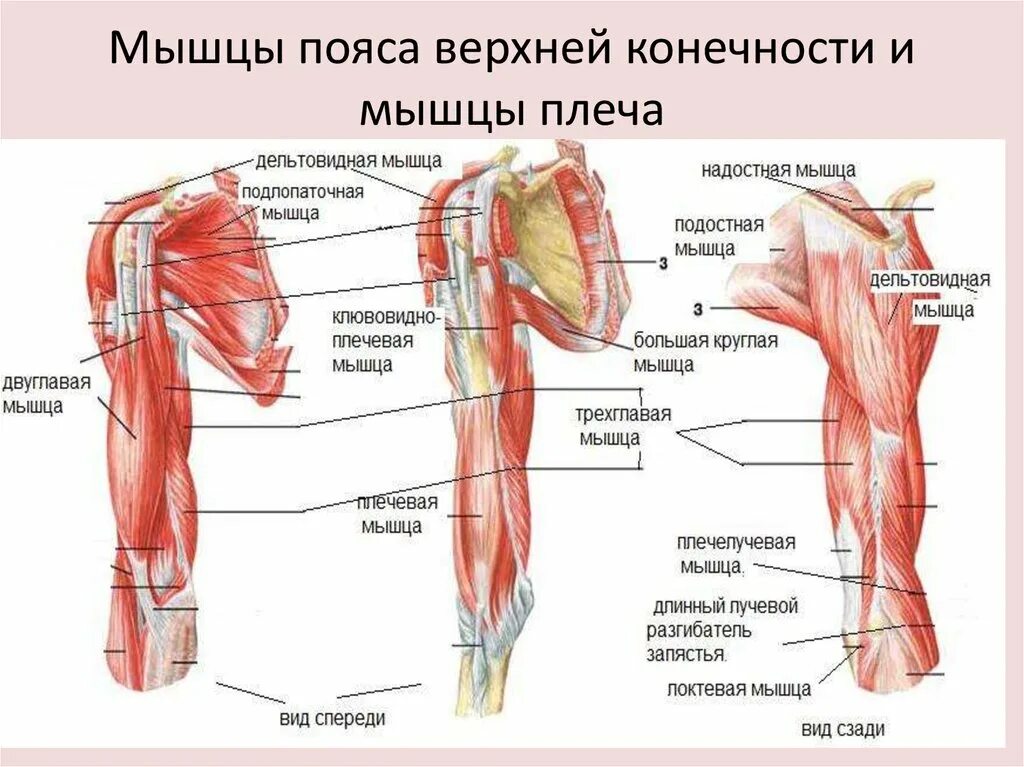 Мышцы приводящие в движение. Мышцы верхней конечности анатомия строение. Мышцы плечевого пояса и плеча вид спереди. Мышцы плечевого пояса и свободной верхней конечности. Мышцы свободной верхней конечности анатомия строение.