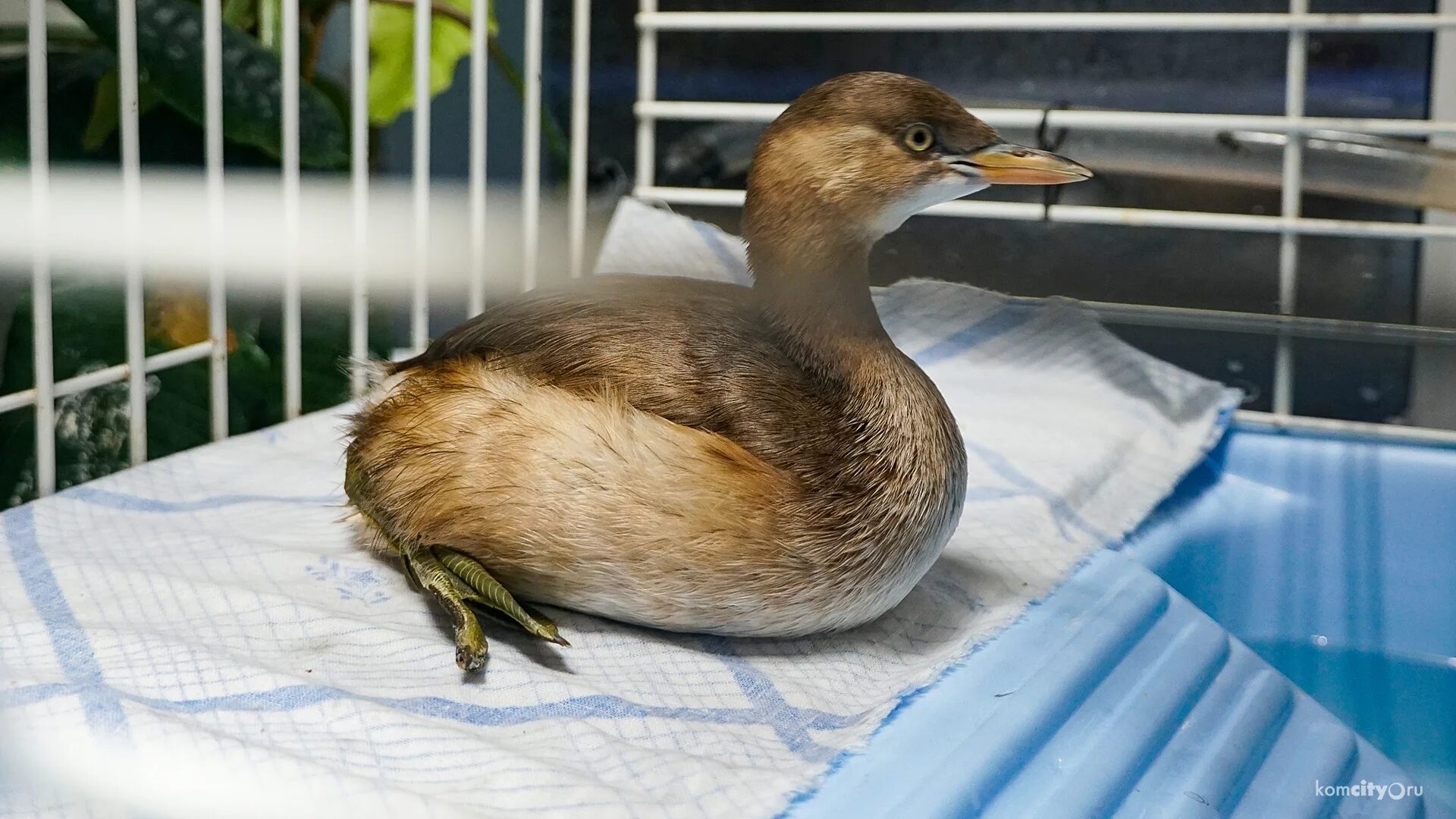 горбоносый красавец принарядившийся для великого праздника