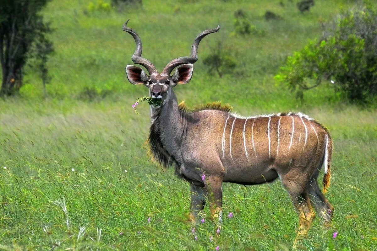 Винторогая антилопа куду. Винторогий Сайгак. Винторогая антилопа Африки. Антилопа винторогая Сайгак. Гну сканворд