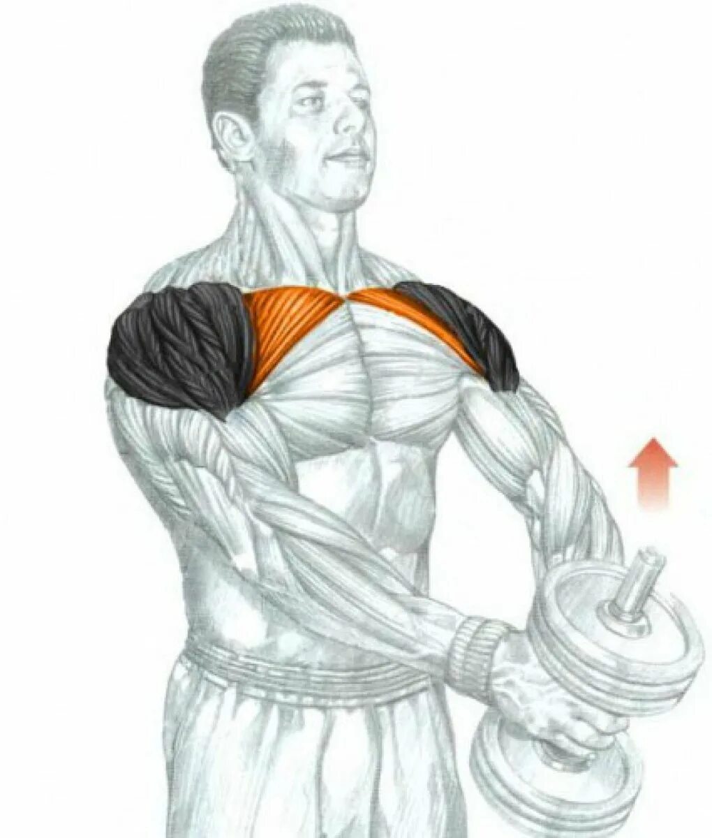 Гантели дельтовидные мышцы. Дельты мышцы упражнения. Подъем гантелей перед собой передняя Дельта. Задний пучок дельтовидной мышцы упражнения гантелями. Жим гантелей передняя Дельта.