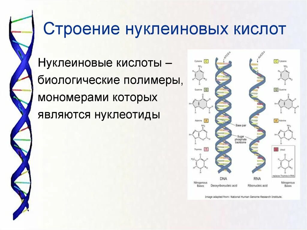 Строение и функции нуклеиновых. Вторичная структура нуклеиновых кислот. Строение нуклеиновых кислот. Схема строения нуклеиновых кислот. Строение нуклеиновфх Кистол\.