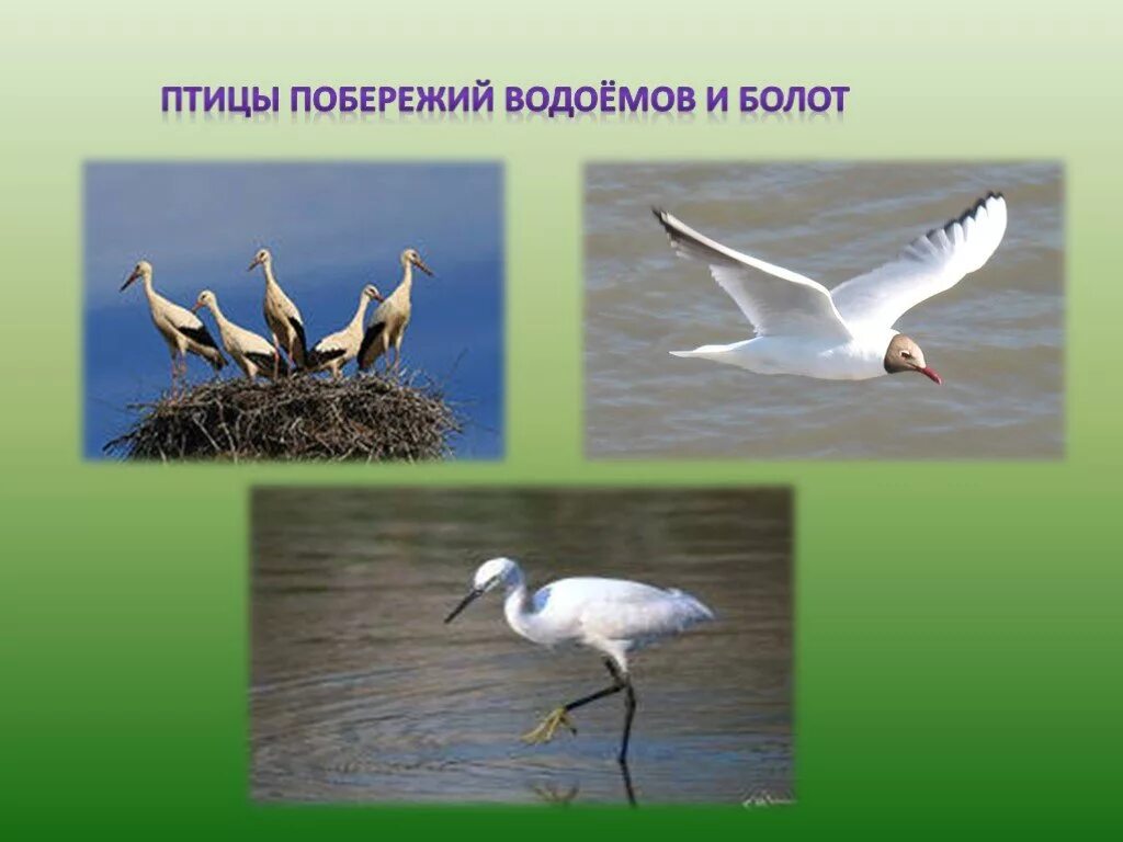 Экологические группы птиц лесные. Птицы болот и водоемов. Птицы болот и побережий. Болотные птицы представители. Птицы болот и прибрежий водоемов.