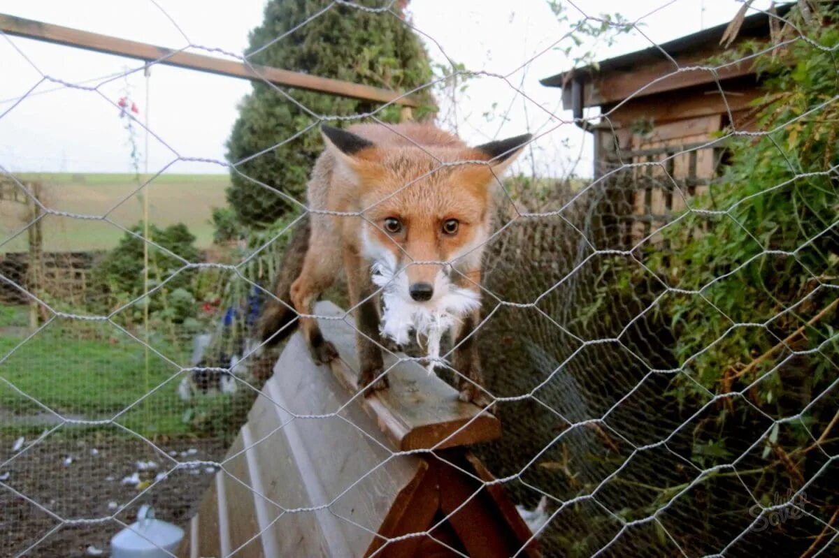 курица с лисичками. лиса. лиса с добычей. лиса какая курица. лисичка и курятник.