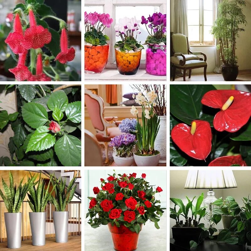 Подарить комнатное растение. Популярные комнатные цветы. Лучшие комнатные растения для дома. Цветы в доме комнатные растения. Яркие домашние цветы.
