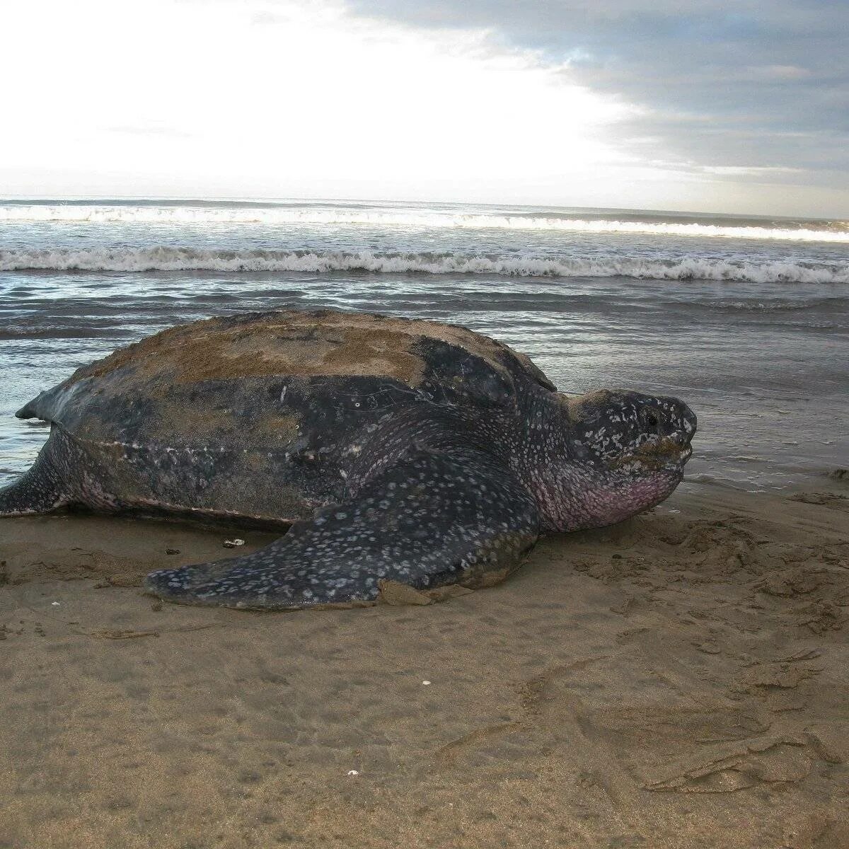 Масса черепахи. Кожистая морская черепаха. Тихоокеанская кожистая черепаха. Гигантская кожистая морская черепаха.