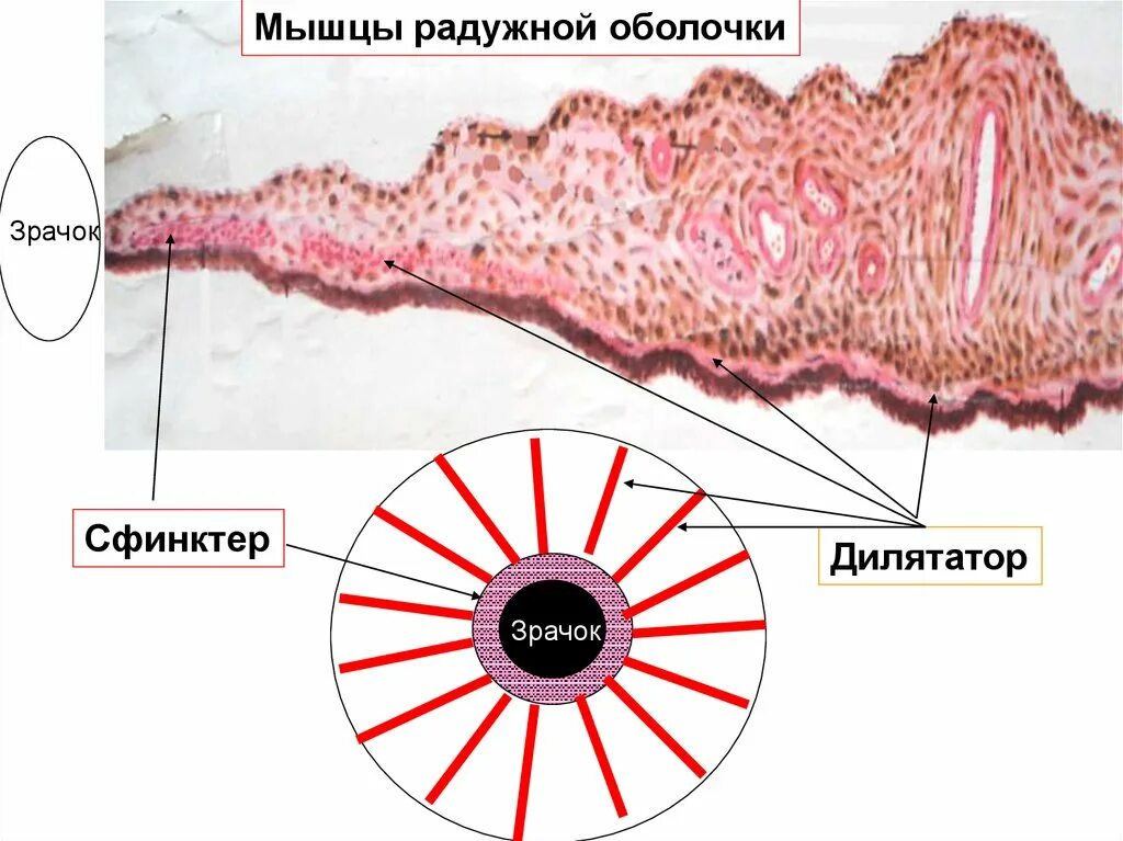Вид мышечной ткани сужающей и расширяющей зрачок. Мышцы Радужки. Гладкие мышцы Радужки. Мышцы Радужки сфинктер. Радужная оболочка 2 мышцы.