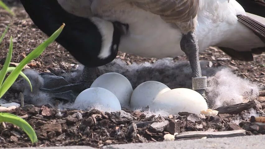 Сколько яиц несет гусыня. Кладка яиц у гусей. Гуси которые несут яйца. Поздняя яйцекладка гусей.