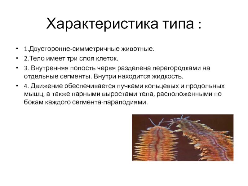 Сегментированные черви. Полость кольчатого червя. Полость тела разделена перегородками у кольчатых червей. Двусторонне симметричные черви. Кольчатые черви двусторонне-симметричные животные.