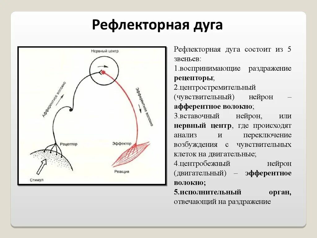 Рефлекторная дуга строение классификация. Схема рефлекторной дуги биология. Схема рефлекторной дуги чихания и кашля. Рефлекторные дуги чихания и кашля.