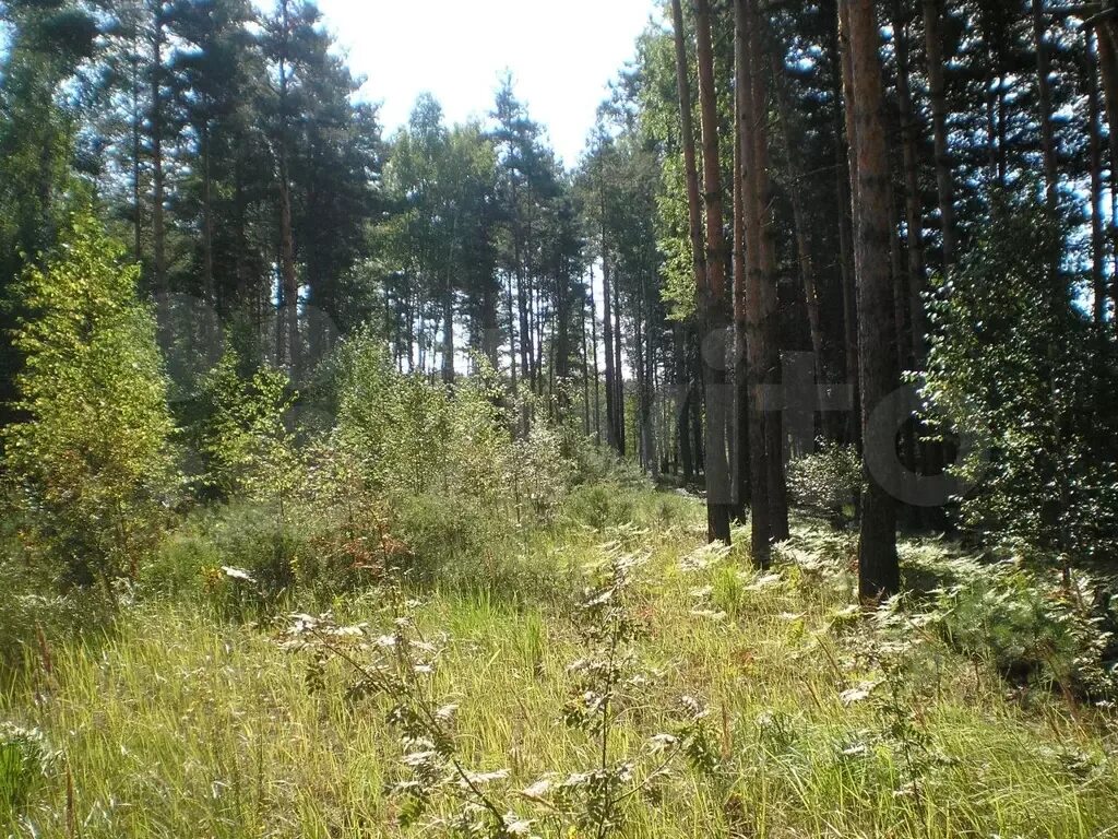 Деревня лопухи. Лопухи Рязанская область. Деревня лопухи Рязанская область Рязанский район фото. План деревни лопухи Рязанский район Рязанская область. Лопухи Рязанская область школы рядом.