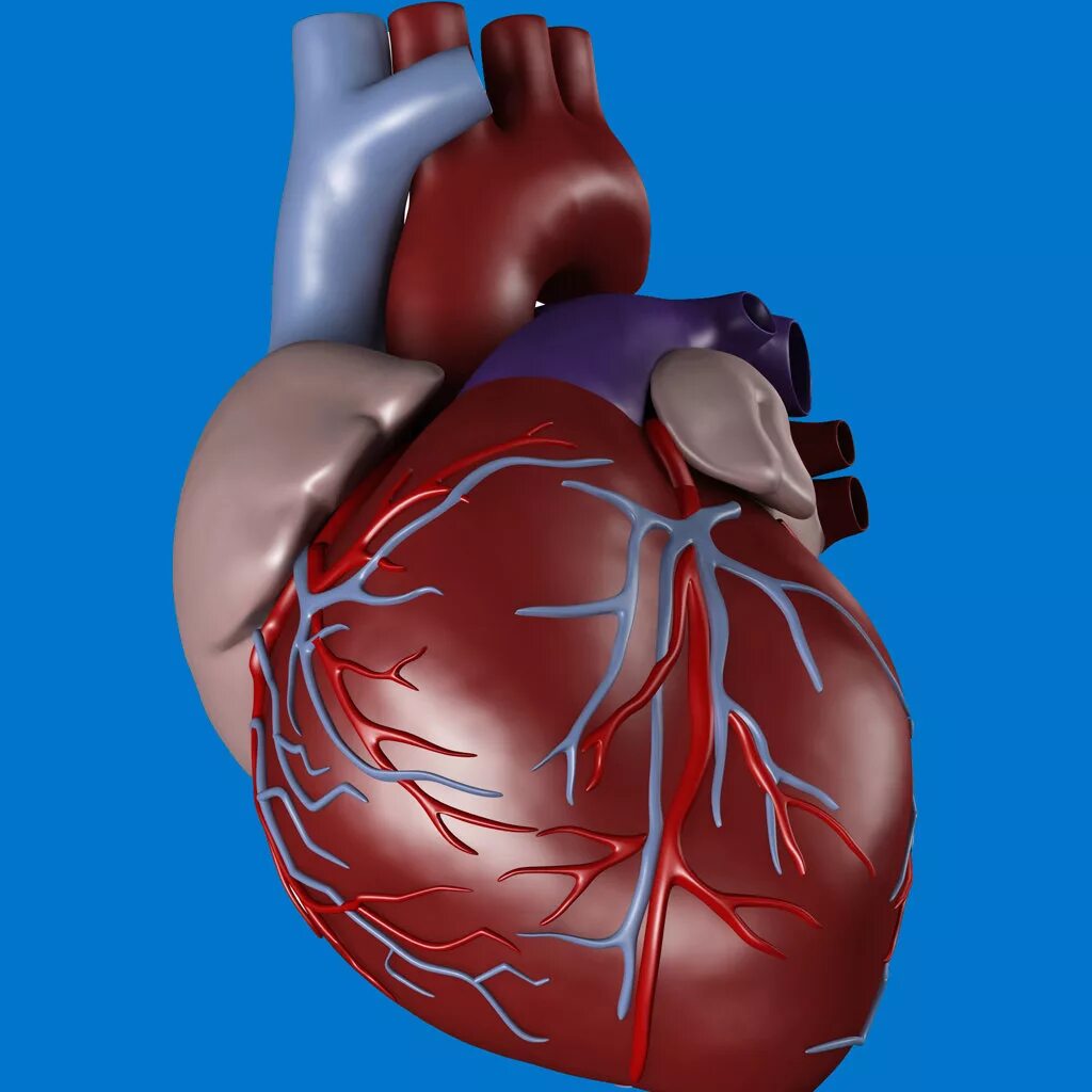 Сердечный именно. Сердечной недостаточности кардиомиопатии. Здоровое сердце.