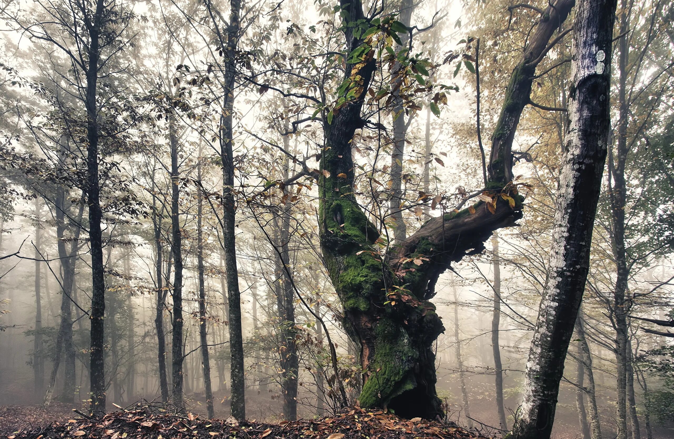 Темный лес стволы деревьев. Тайга секвойя. Красивый лес. Лес стволы. Обои секвойя лес.