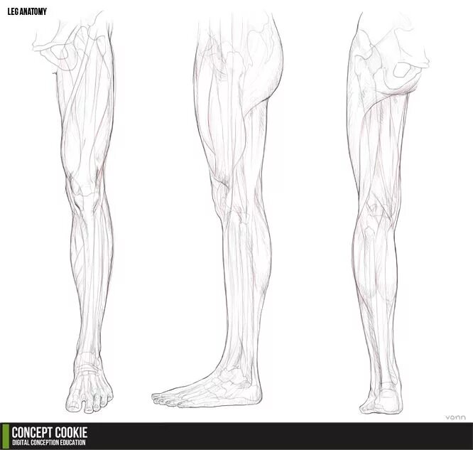 Ноги референс анатомия анатомия. Рисование ноги человека. Ноги референс. Анатомия ног для рисования. Draw leg