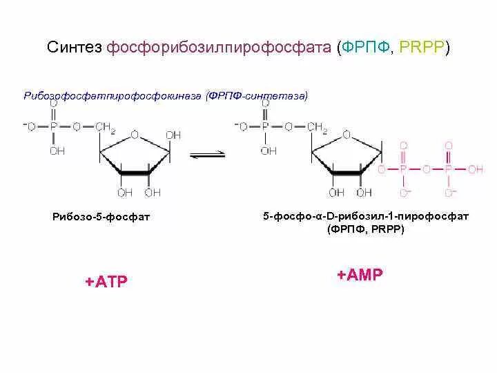 Синтез 6 букв. Рибозо 5 фосфат фосфорибозилпирофосфат. Рибозо 5 фосфат Синтез нуклеотидов. Образование ФРПФ из рибозо 5 фосфата. Синтез ФРПФ.
