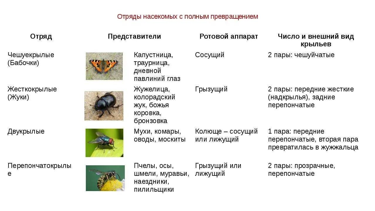 Какие среды освоили жуки. Класс насекомые отряды с полным превращением. Биология 7 класс отряды насекомых с полным превращением. Признаки отрядов насекомых таблица. Насекомые с неполным превращением таблица.