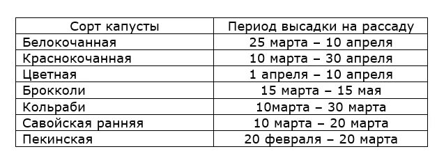 Через сколько дней будет 25 апреля. Сроки высадки капусты на рассаду. Срок посадки капусты на рассаду в средней полосе. Когда сажать семена капусты на рассаду. Когд а сади ь раседу капусты.