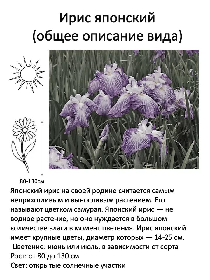 Как сделать описание в ирисе. Ирис цветок доклад. Ирис цветок описание. Как сделать описание в ирисе. Описание ириса цветка.