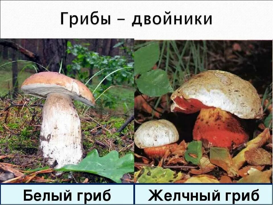 Ложный Боровик двойник белого гриба. Ложный Боровик белый гриб. Ложный Боровик белый гриб съедобный. Ложный Боровик, желчный гриб.