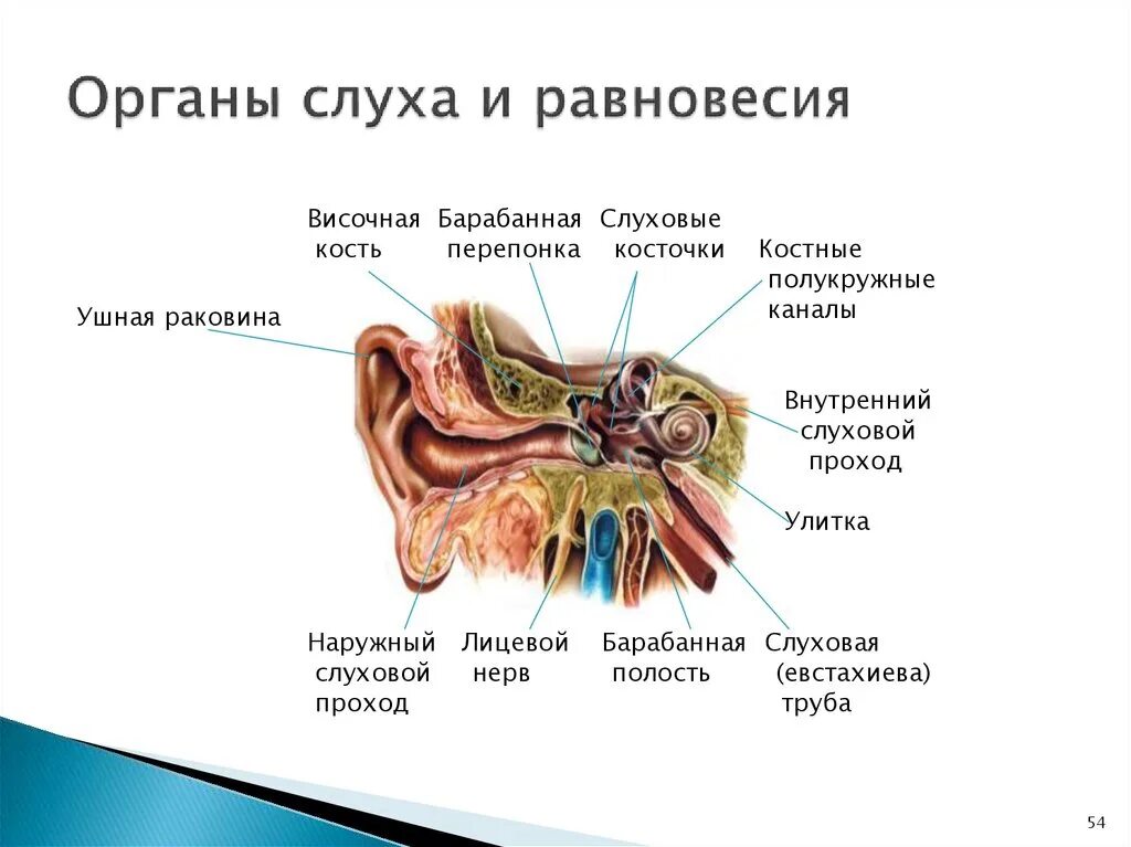 Анатомические отделы слухового анализатора. Перечислите анатомические части органа слуха и равновесия.. Схема строения органа слуха и равновесия. Схема строения органа слуха. Орган слуха и равновесия анатомия ушная раковина.